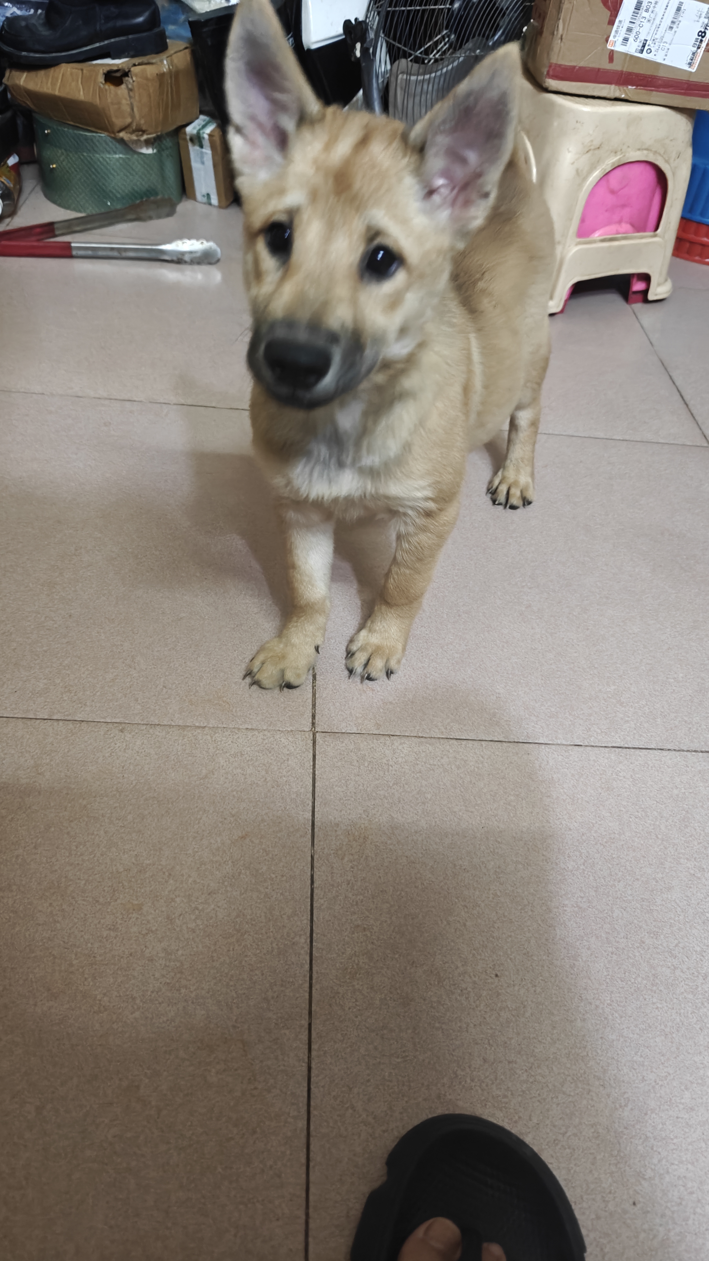 五黑的种，舌头全部黑，基因五黑的种，以后有机会是五黑，